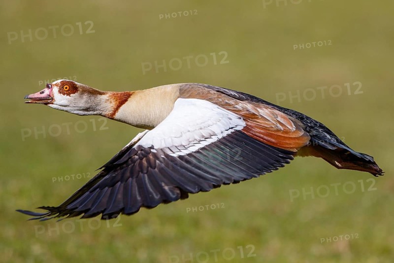 Egyptian Goose (Alopochen aegyptiaca) flying, North Rhine-Westphalia, Germany