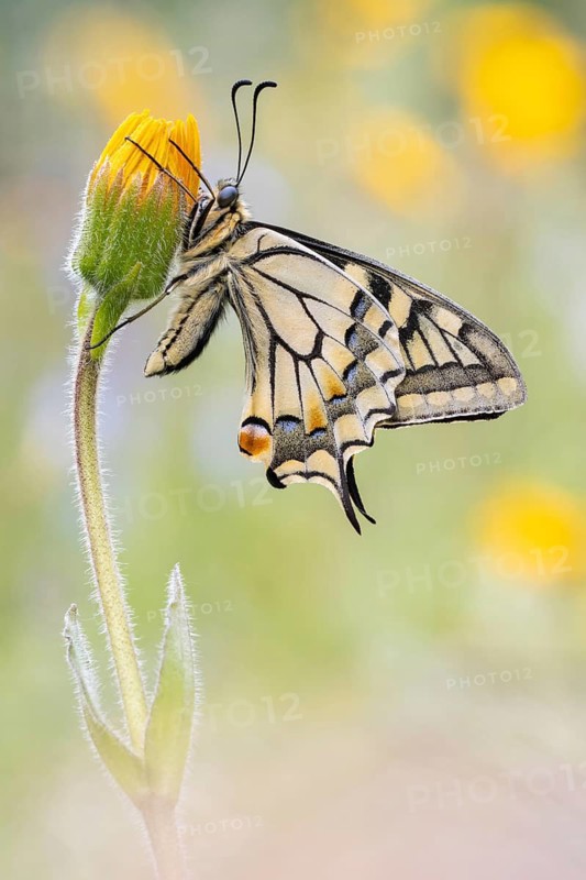 Ein Schwalbenschanz (Papilio machaon) Männchen. Aufgenommen in den Alpen