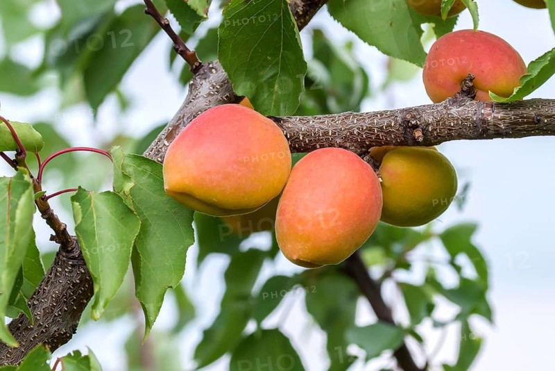Apricot (Prunus armeniaca 'Faralia'),  Austria