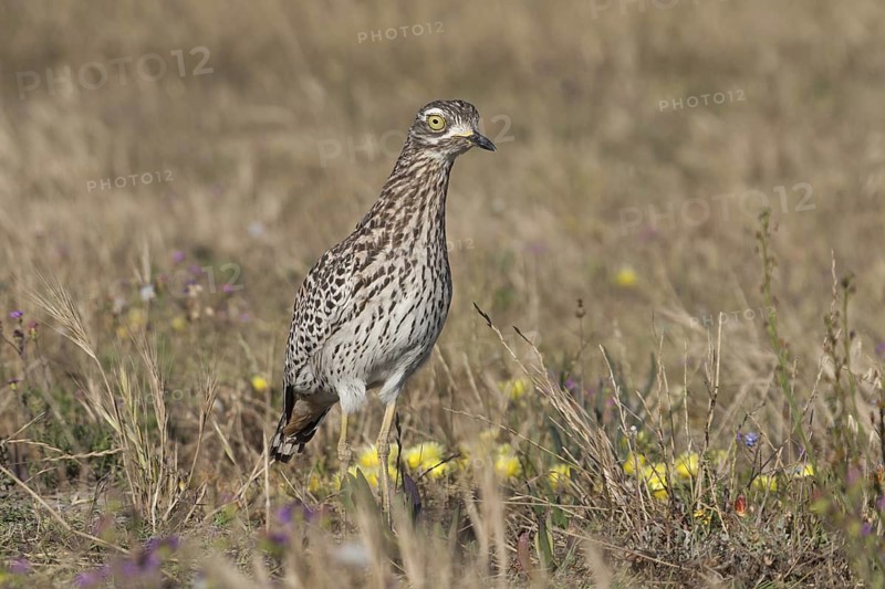 Kaptriel (Burhinus capensis), South Africa