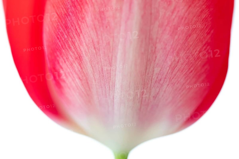 Pink tulip flower, detail, cut, Germany