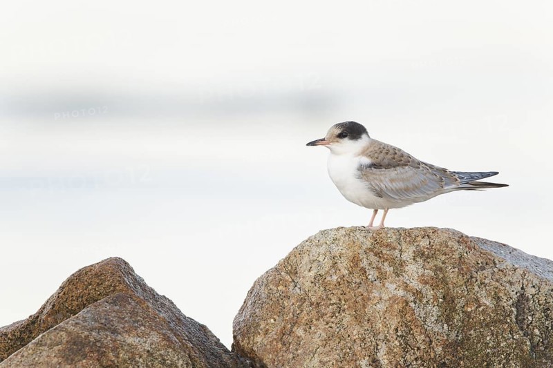 Common Tern (Sterna hirundo) perched on a stone, Massachusetts, USA