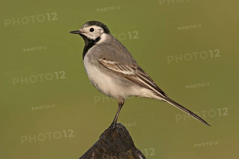White Wagtail (Motacilla alba), Oman