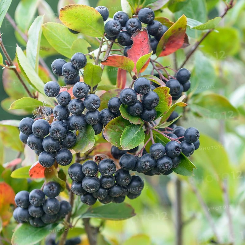 Chokeberry (Aronia × prunifolia 'Viking'),  Germany