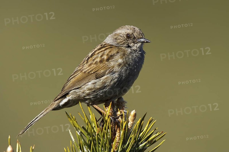 Dunnock (Prunella modularis) singing, Madrid, Spain