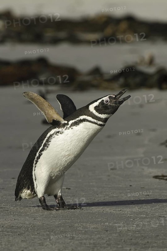 Magellanic Penguin (Spheniscus magellanicus), Falkland Islands