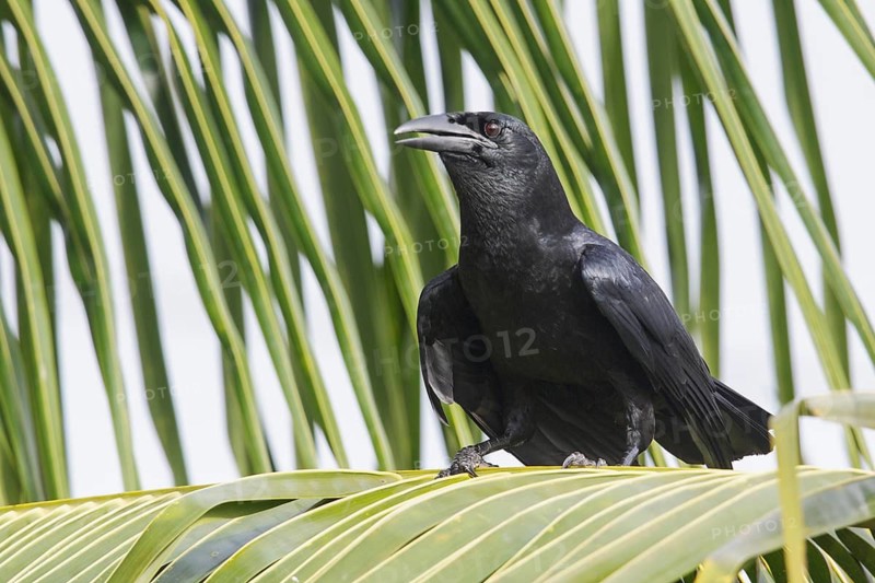 Cuban Crow (Corvus nasicus) perched on a branch in Cuba