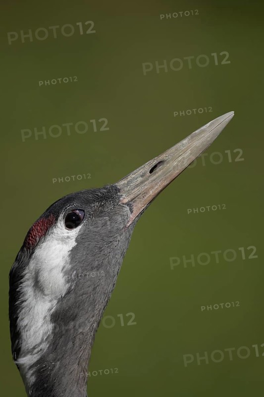 Common crane (Grus grus) adult bird head portrait, England, United Kingdom