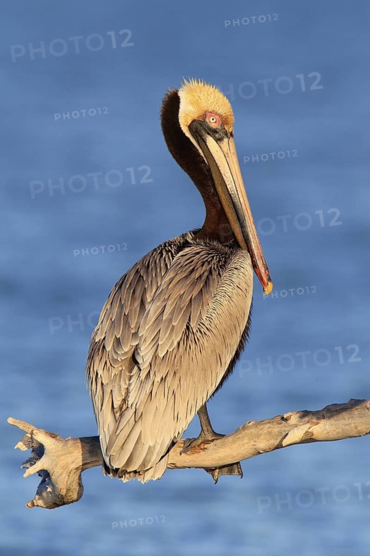 Brown Pelican (Pelecanus occidentalis), Florida, USA