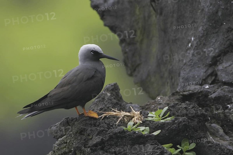 Black Noddy, Anous minutus, USA, Hawaii, Maui