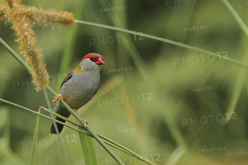 Red-browed Finch (Neochmia temporalis), Queensland, Australia