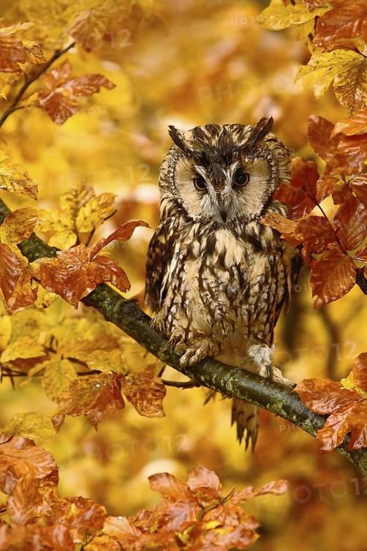 Bird in autumn forest. Owl in orange autumn leaves. Long-eared Owl with orange oak leaves during autumn. Owl in the nature habitat. Autumn orange forest with wild owl. Owl in the nature habitat