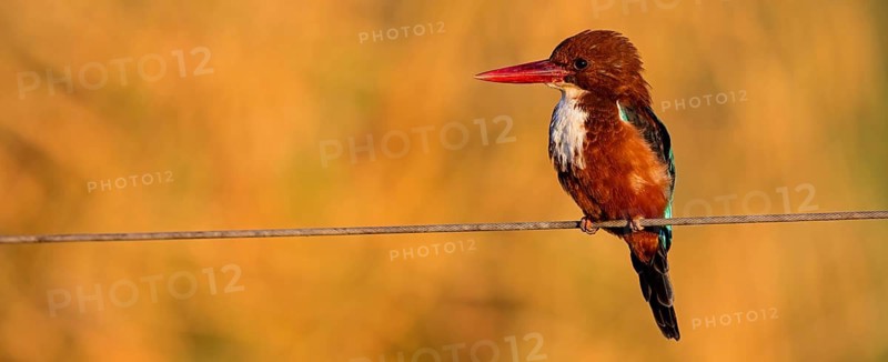 Brown kingfisher, (Halcyon smyrnensis), kingfisher, animals, birds, kingfisher family, Lahavot HaBashan Fish Ponds, Hula Valley, Northern District, Israel