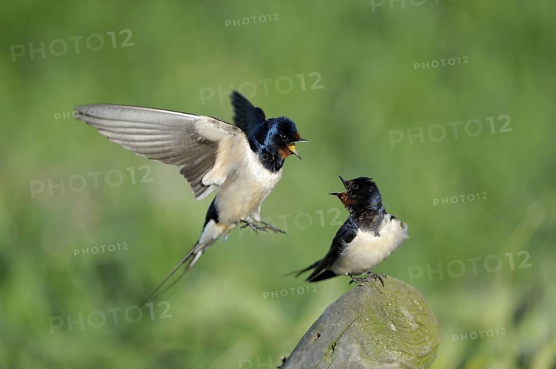 Rauchschwalbe (Hirundo rustica), Swallow, Paar, Weibchen auf Sitzwarte, Maennchen fliegt zur Kopula an, Weibchen wehrt jedoch ab, April, Niederlande