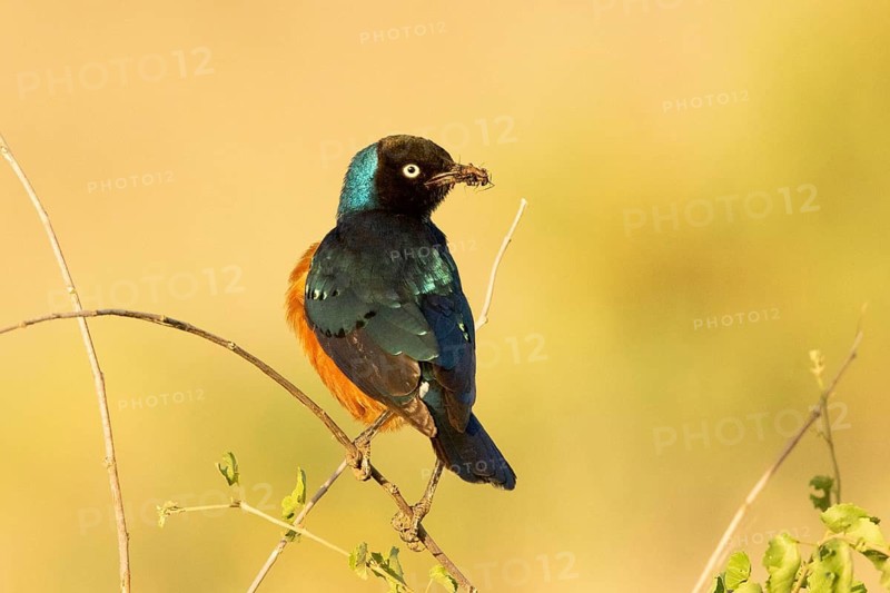Superb Starling (Lamprotornis superbus), Samburu, Kenya