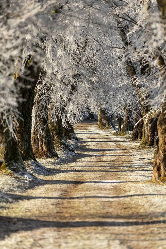 Narrow path through a wintry avenue of tall, icy trees, Linden avenue near Maria Schnee, Nassenbeuren, Unterallgäu, Bavaria, Germany