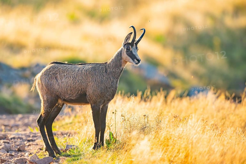 Chamois (Rupicapra rupicapra) on a meadow in the morning sun in the Vosges Mountains, wildlife, France