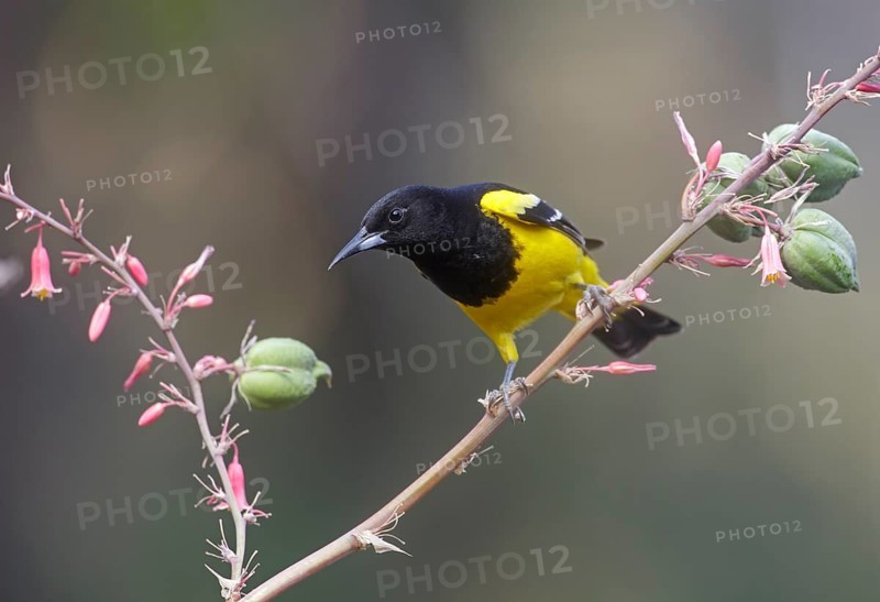 Scott's Oriole (Icterus parisorum) male perched on a branch, Arizona, USA