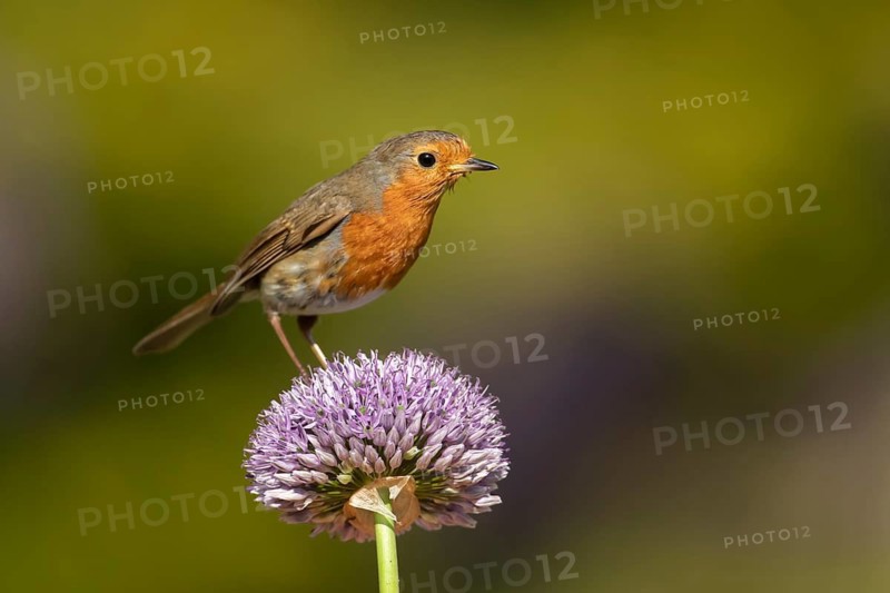 European robin (Erithacus rubecula) adult garden bird on a Allium flower in spring, Suffolk, England, United Kingdom