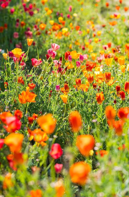 California poppy (Eschscholzia californica) in bloom, Saxony, Germany