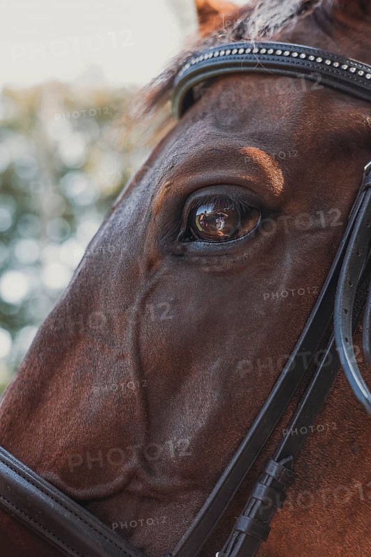 A detailed close up of a horse eye reflecting its surroundings, with focus on the intricately adorned bridle. The brown coat and leather create a rich, textured composition