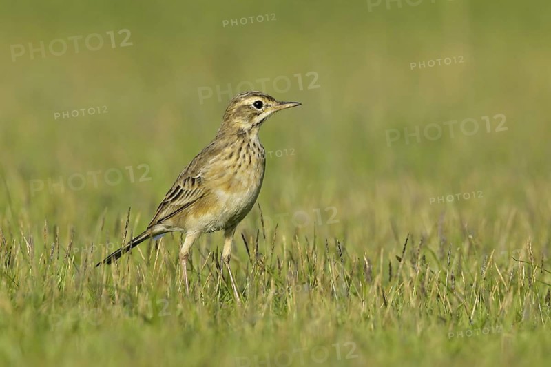 Paddyfield Pipit (Anthus rufulus), Thailand