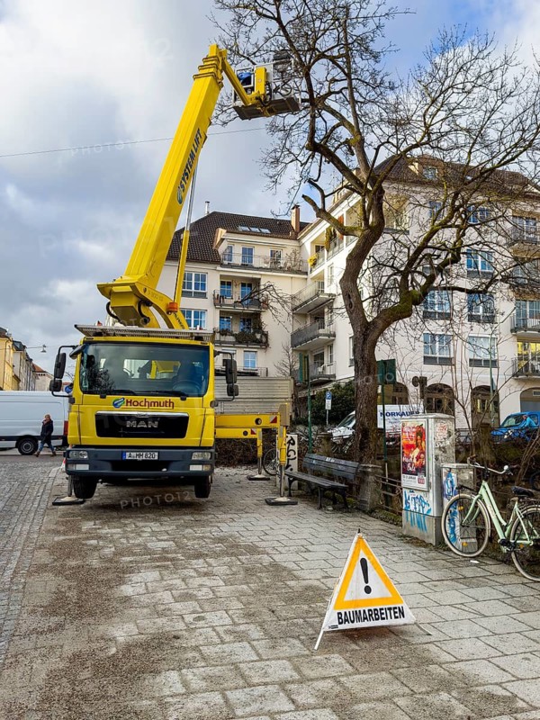Tree work, Königinstrasse, Munich, Bavaria, Germany