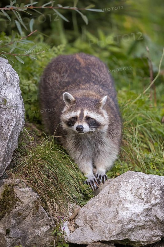 One Raccoon, procyon lotor, standing between rocks on the shore of a small creek, looking to the camera