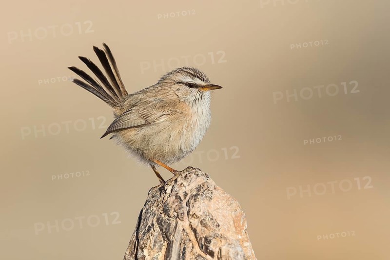 Streaked Scrub Warbler (Scotocerca inquieta), Eilat, Israel