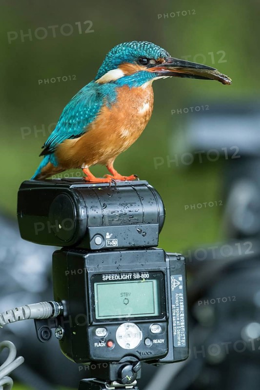 Common Kingfisher (Alcedo atthis) male perched on a flash with a fish in its beak, Lower Saxony, Germany