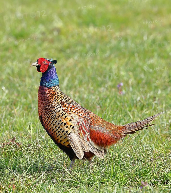 Pheasant, hunting pheasant (Phasianus colchicus), adult male bird in a meadow, wildlife, Lembruch, Ochsen Moor, Dümmer nature park Park, Lower Saxony, Germany