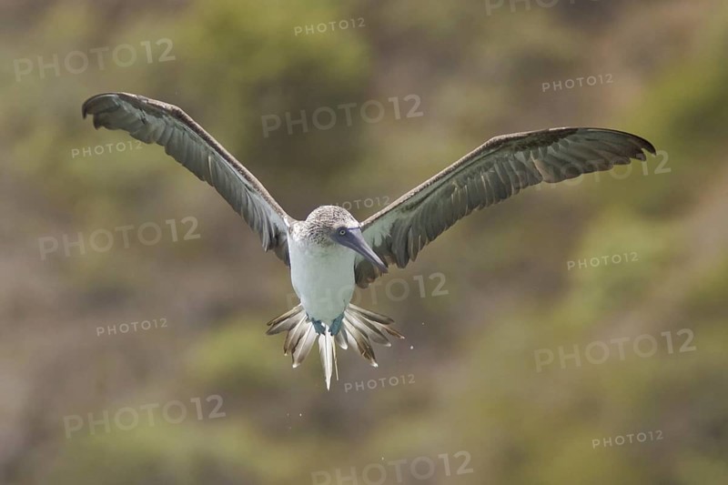 Blue-footed Booby (Sula nebouxii), Ecuador