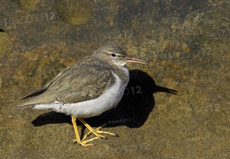 Spotted Sandpiper (Actitis macularius), California, USA