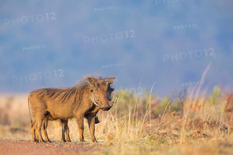 Warthog, (Phacochoerus africanus), animals, mammals, biotope, habitat, Africa, Addo Elephant National Park, Addo, Western Cape, South Africa
