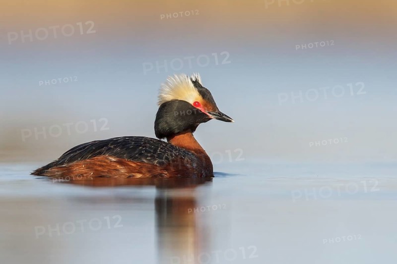 Horned Grebe (Podiceps auritus) in a pond in the tundra near Churchill, Manitoba, Canada