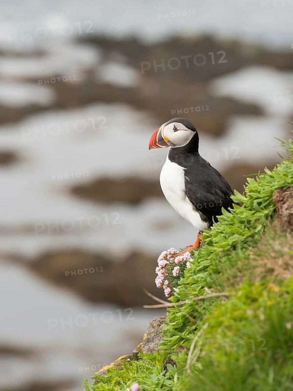 Atlantic Puffin (Fratercula arctica), Látrabjarg, Iceland