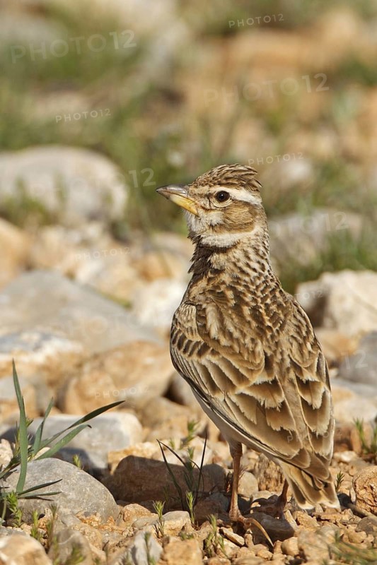 Bimaculated Lark (Melanocorypha bimaculata), Nigde, Turkey