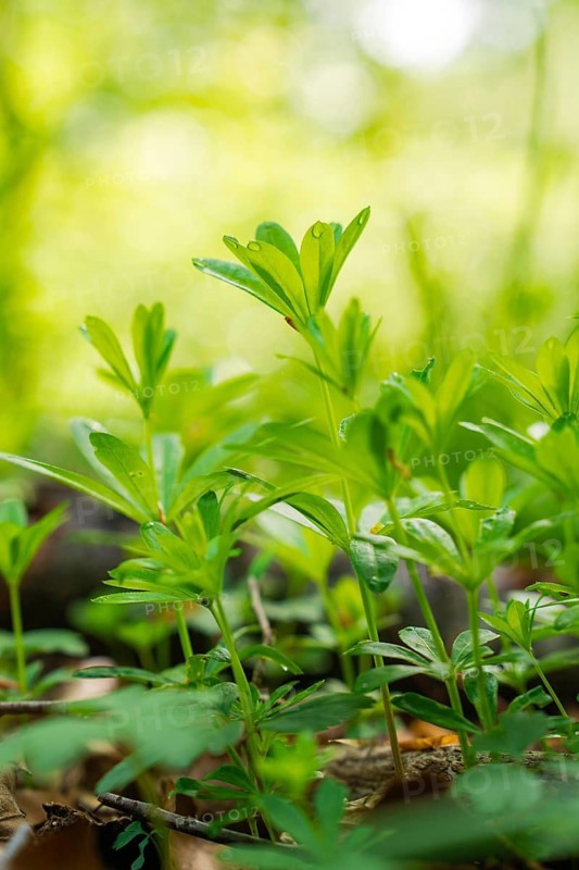 Close-up of fresh, green plants with dewdrops in spring, forest pasture project, compensation measure for the Hermann Hesse railway, Gechingen, Calw district, Germany