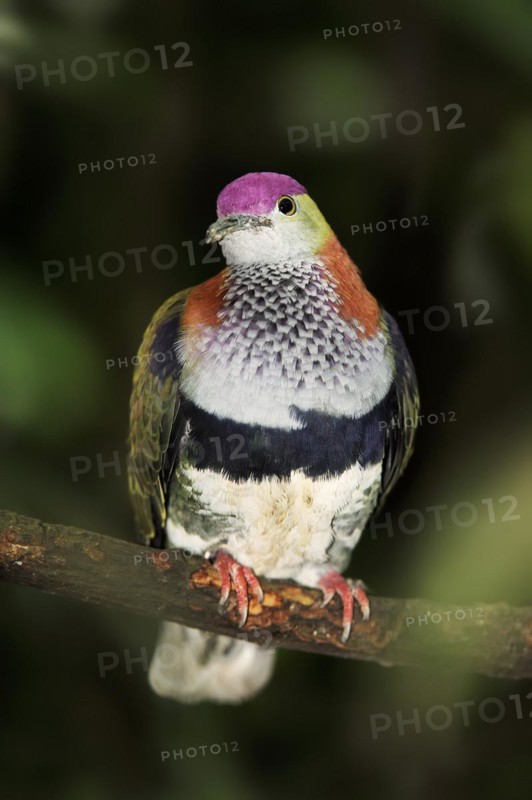 Superb fruit dove (Ptilinopus superbus), male, captive, occurring in Asia and Australia