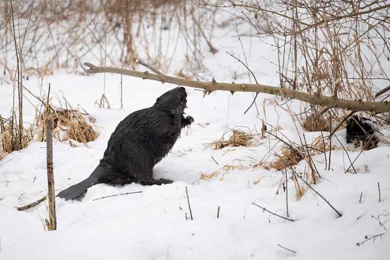 European beaver (Castor fibre), beaver foraging in winter, Tyrol, Austria