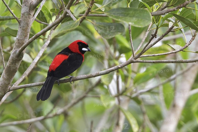 Masked Crimson Tanager (Ramphocelus nigrogularis) perched on a branch in Ecuador, South America