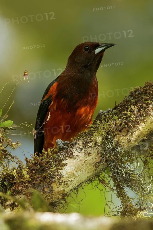 Martinique oriole (Icterus bonana) perched on a branch on the Caribbean Island of Martinique