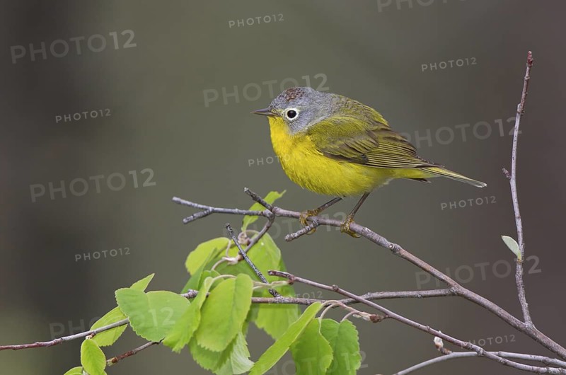 Nashville Warbler, male