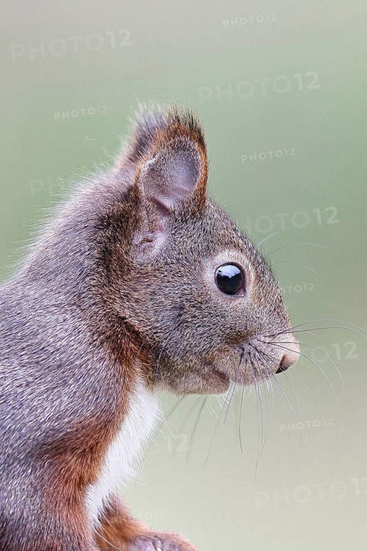 Eurasian red squirrel (Sciurus vulgaris) adult animal, animal portrait, head portrait, mammal, wildlife, Wilnsdorf, North Rhine-Westphalia, Germany