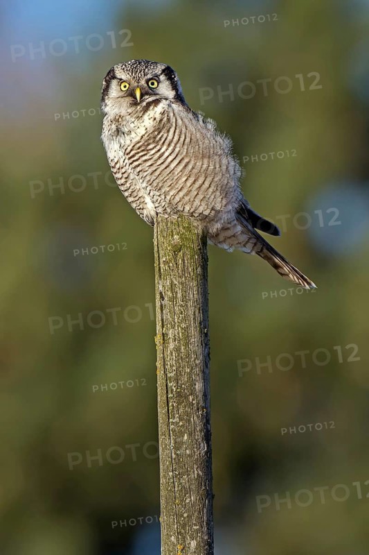 Northern Hawk-Owl (Surnia ulula), Saxony, Germany