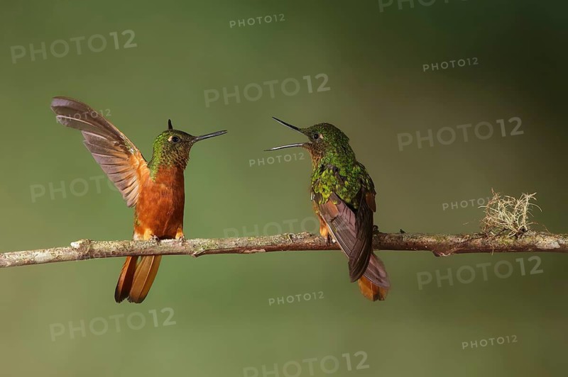 Chestnut-breasted Coronet (Boissonneaua matthewsii) perched on a branch, Napo, Ecuador