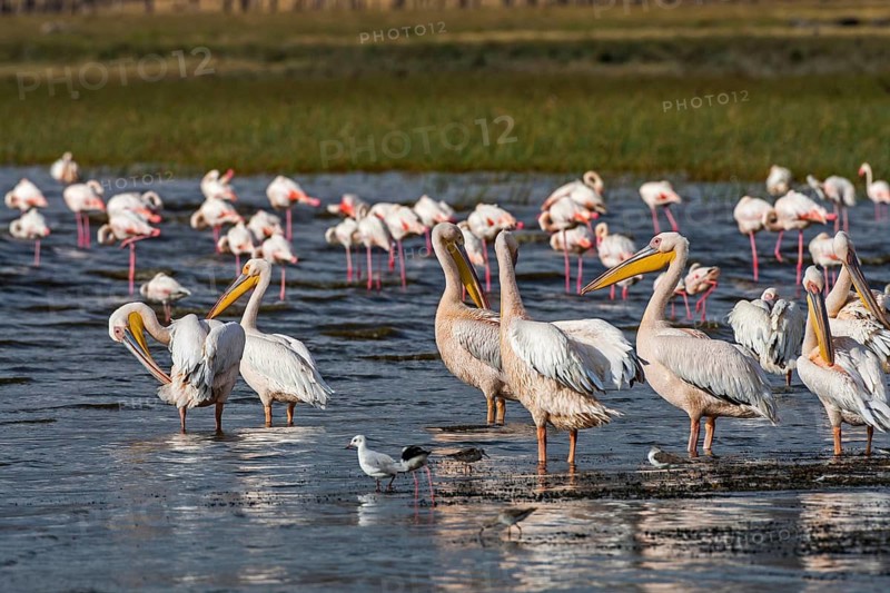 White pelicans (Pelecanus onocrotalus) with rose flamingos, South Africa