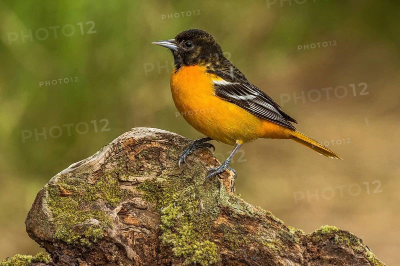 Baltimore Oriole (Icterus galbula) male perched on a stone, Texas, USA