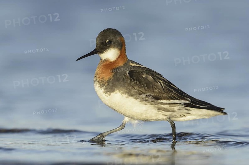 Red-necked Phalarope (Phalaropus lobatus) female, Alaska, USA