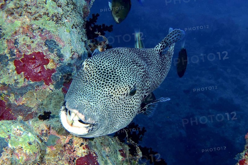 Giant pufferfish (Arothron stellatus)
